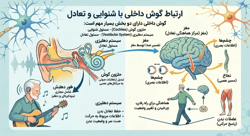 ارتباط گوش داخلی با شنوایی